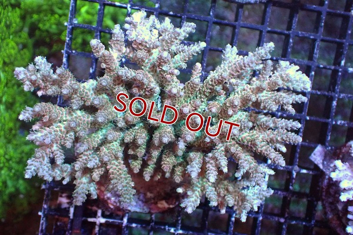 画像1: 【サンゴまとめ買い割引き10％〜20%OFF対象商品】 【サンゴ】【通販】ブリードミドリイシsp. （美カラー)Lサイズ（個体販売）（±13cm)No.16（生体）（サンゴ） (1)