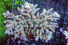 画像1: 【サンゴまとめ買い割引き10％〜20%OFF対象商品】 【サンゴ】【通販】ブリードミドリイシsp. （美カラー)Lサイズ（個体販売）（±13cm)No.16（生体）（サンゴ） (1)