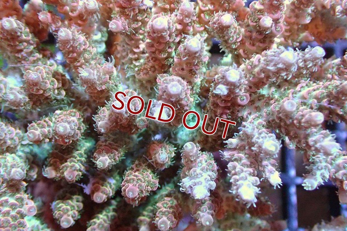 画像2: 【サンゴまとめ買い割引き10％〜20%OFF対象商品】 【サンゴ】【通販】ブリードミドリイシsp. （美カラー)Lサイズ（個体販売）（±13cm)No.16（生体）（サンゴ） (2)