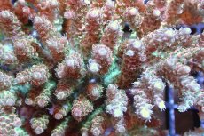 画像2: 【サンゴまとめ買い割引き10％〜20%OFF対象商品】 【サンゴ】【通販】ブリードミドリイシsp. （美カラー)Lサイズ（個体販売）（±13cm)No.16（生体）（サンゴ） (2)