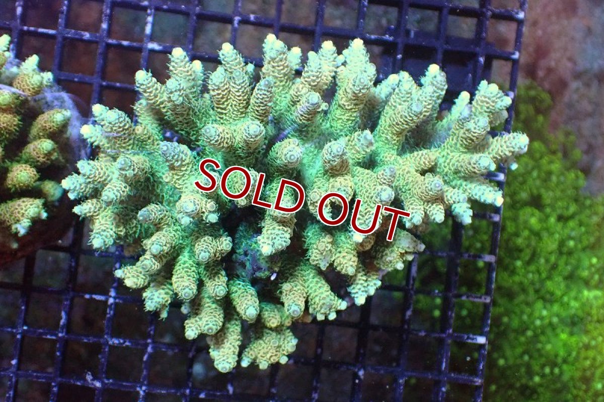 画像1: 【サンゴまとめ買い割引き10％〜20%OFF対象商品】 【サンゴ】【通販】ブリードミドリイシsp. （美カラー)Lサイズ（個体販売）（±13cm)No.17（生体）（サンゴ） (1)