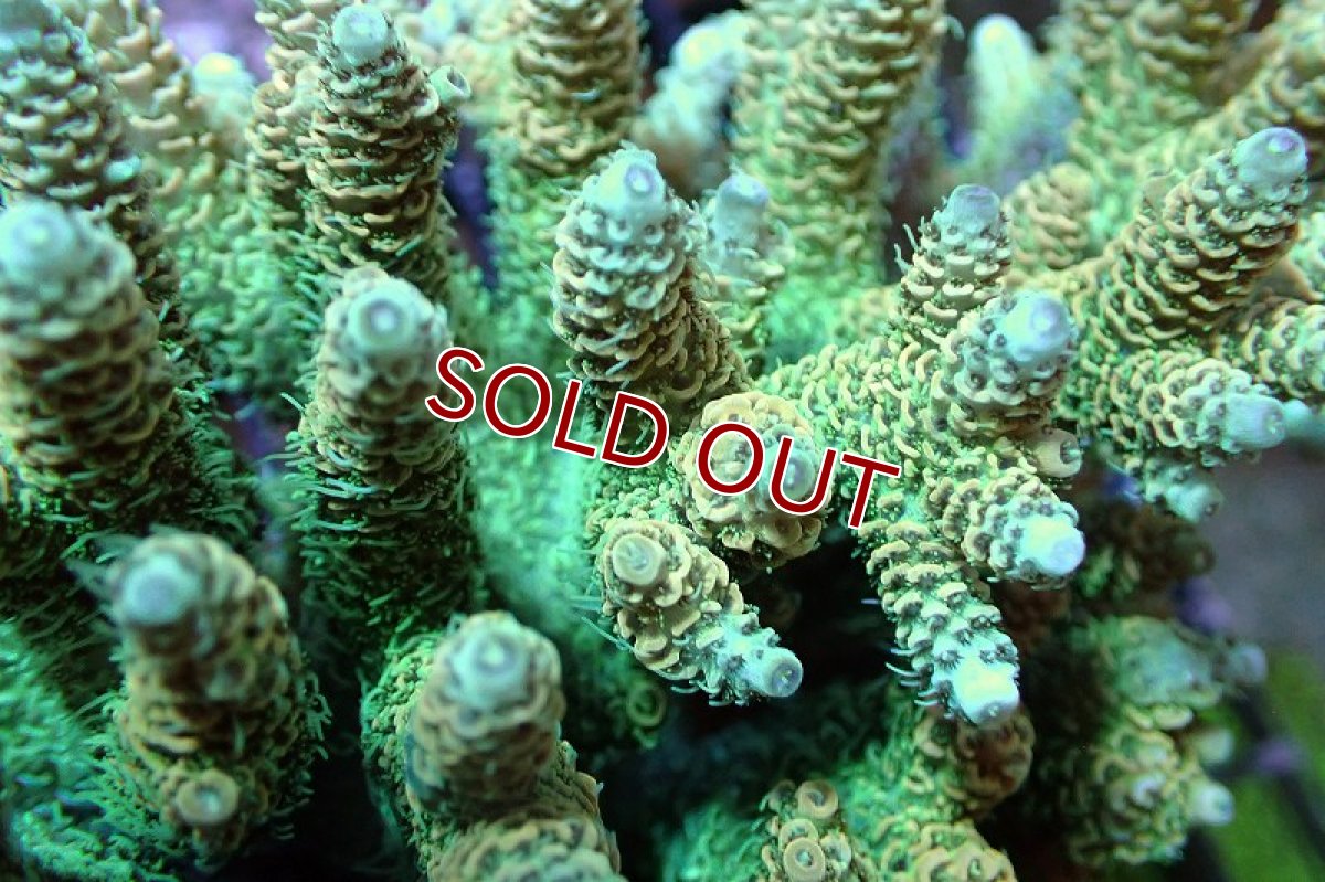 画像2: 【サンゴまとめ買い割引き10％〜20%OFF対象商品】 【サンゴ】【通販】ブリードミドリイシsp. （美カラー)Lサイズ（個体販売）（±13cm)No.17（生体）（サンゴ） (2)