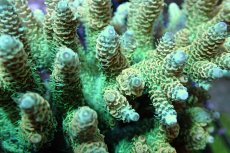 画像2: 【サンゴまとめ買い割引き10％〜20%OFF対象商品】 【サンゴ】【通販】ブリードミドリイシsp. （美カラー)Lサイズ（個体販売）（±13cm)No.17（生体）（サンゴ） (2)