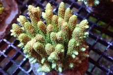 画像1: 【サンゴまとめ買い割引き10％〜20%OFF対象商品】 【サンゴ】【通販】ブリードミドリイシsp. （美カラー)Mサイズ（個体販売）（±9cm)No.18（生体）（サンゴ） (1)