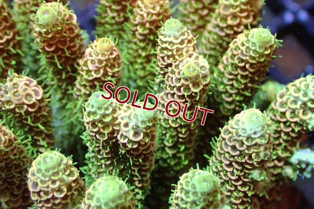 画像2: 【サンゴまとめ買い割引き10％〜20%OFF対象商品】 【サンゴ】【通販】ブリードミドリイシsp. （美カラー)Mサイズ（個体販売）（±9cm)No.18（生体）（サンゴ） (2)