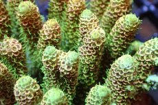 画像2: 【サンゴまとめ買い割引き10％〜20%OFF対象商品】 【サンゴ】【通販】ブリードミドリイシsp. （美カラー)Mサイズ（個体販売）（±9cm)No.18（生体）（サンゴ） (2)