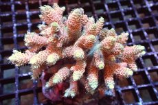 画像1: 【サンゴまとめ買い割引き10％〜20%OFF対象商品】 【サンゴ】【通販】ブリードミドリイシsp. （美カラー)Mサイズ（個体販売）（±9cm)No.19（生体）（サンゴ） (1)