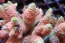 画像2: 【サンゴまとめ買い割引き10％〜20%OFF対象商品】 【サンゴ】【通販】ブリードミドリイシsp. （美カラー)Mサイズ（個体販売）（±9cm)No.19（生体）（サンゴ） (2)