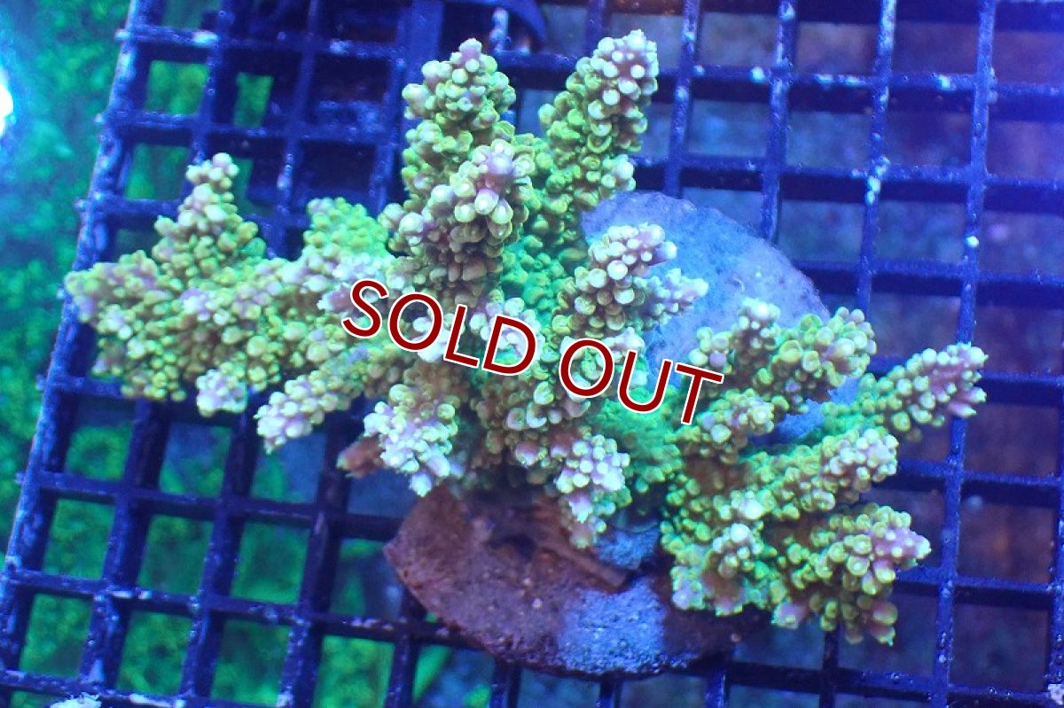 画像1: 【サンゴまとめ買い割引き10％〜20%OFF対象商品】 【サンゴ】【通販】ブリードミドリイシsp. （美カラー)Lサイズ（個体販売）（±13cm)No.20（生体）（サンゴ） (1)