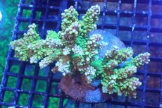 画像1: 【サンゴまとめ買い割引き10％〜20%OFF対象商品】 【サンゴ】【通販】ブリードミドリイシsp. （美カラー)Lサイズ（個体販売）（±13cm)No.20（生体）（サンゴ） (1)