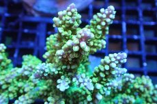 画像2: 【サンゴまとめ買い割引き10％〜20%OFF対象商品】 【サンゴ】【通販】ブリードミドリイシsp. （美カラー)Lサイズ（個体販売）（±13cm)No.20（生体）（サンゴ） (2)