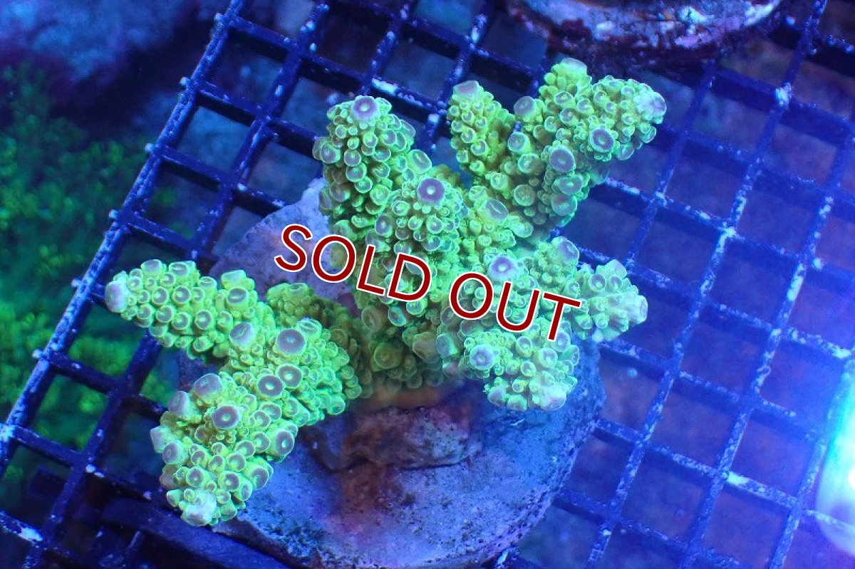 画像1: 【サンゴまとめ買い割引き10％〜20%OFF対象商品】 【サンゴ】【通販】ブリードミドリイシsp. （美カラー)MLサイズ（個体販売）（±11cm)No.21（生体）（サンゴ） (1)