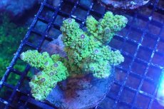 画像1: 【サンゴまとめ買い割引き10％〜20%OFF対象商品】 【サンゴ】【通販】ブリードミドリイシsp. （美カラー)MLサイズ（個体販売）（±11cm)No.21（生体）（サンゴ） (1)