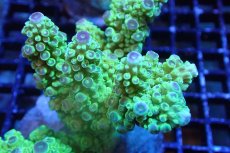 画像2: 【サンゴまとめ買い割引き10％〜20%OFF対象商品】 【サンゴ】【通販】ブリードミドリイシsp. （美カラー)MLサイズ（個体販売）（±11cm)No.21（生体）（サンゴ） (2)