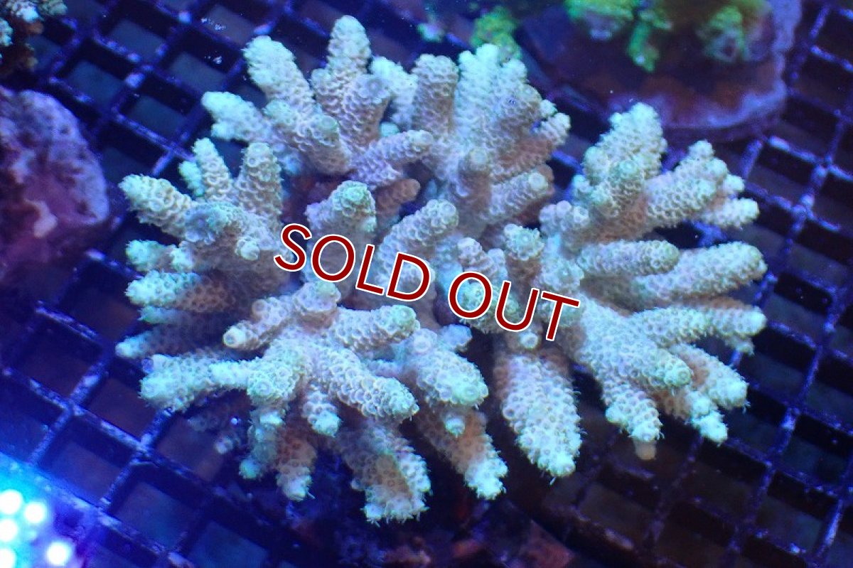 画像1: 【サンゴまとめ買い割引き10％〜20%OFF対象商品】 【サンゴ】【通販】ブリードミドリイシsp. （美カラー)MLサイズ（個体販売）（±11cm)No.22（生体）（サンゴ） (1)