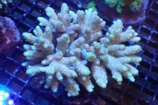 画像1: 【サンゴまとめ買い割引き10％〜20%OFF対象商品】 【サンゴ】【通販】ブリードミドリイシsp. （美カラー)MLサイズ（個体販売）（±11cm)No.22（生体）（サンゴ） (1)