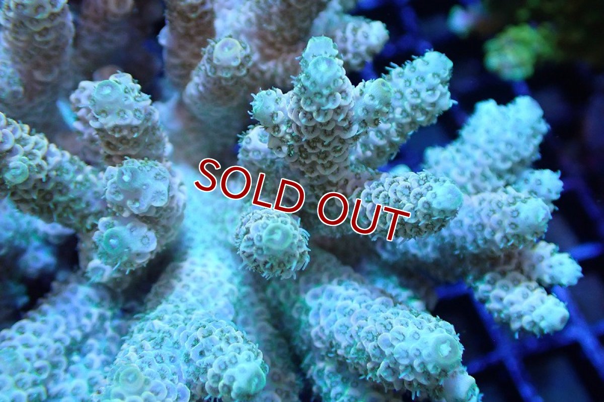 画像2: 【サンゴまとめ買い割引き10％〜20%OFF対象商品】 【サンゴ】【通販】ブリードミドリイシsp. （美カラー)MLサイズ（個体販売）（±11cm)No.22（生体）（サンゴ） (2)