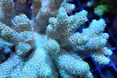 画像2: 【サンゴまとめ買い割引き10％〜20%OFF対象商品】 【サンゴ】【通販】ブリードミドリイシsp. （美カラー)MLサイズ（個体販売）（±11cm)No.22（生体）（サンゴ） (2)