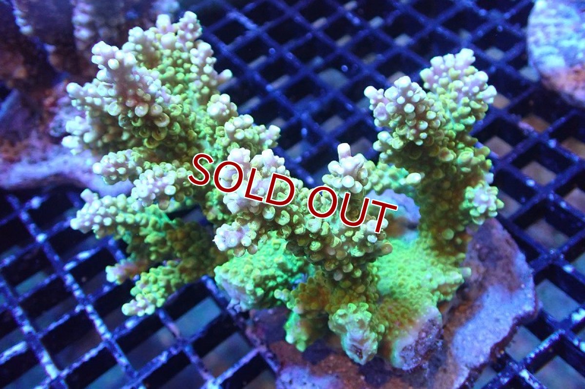 画像1: 【サンゴまとめ買い割引き10％〜20%OFF対象商品】 【サンゴ】【通販】ブリードミドリイシsp. （美カラー)MLサイズ（個体販売）（±11cm)No.23（生体）（サンゴ） (1)