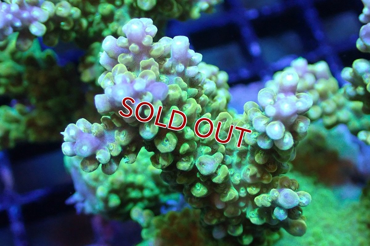 画像2: 【サンゴまとめ買い割引き10％〜20%OFF対象商品】 【サンゴ】【通販】ブリードミドリイシsp. （美カラー)MLサイズ（個体販売）（±11cm)No.23（生体）（サンゴ） (2)