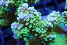 画像2: 【サンゴまとめ買い割引き10％〜20%OFF対象商品】 【サンゴ】【通販】ブリードミドリイシsp. （美カラー)MLサイズ（個体販売）（±11cm)No.23（生体）（サンゴ） (2)