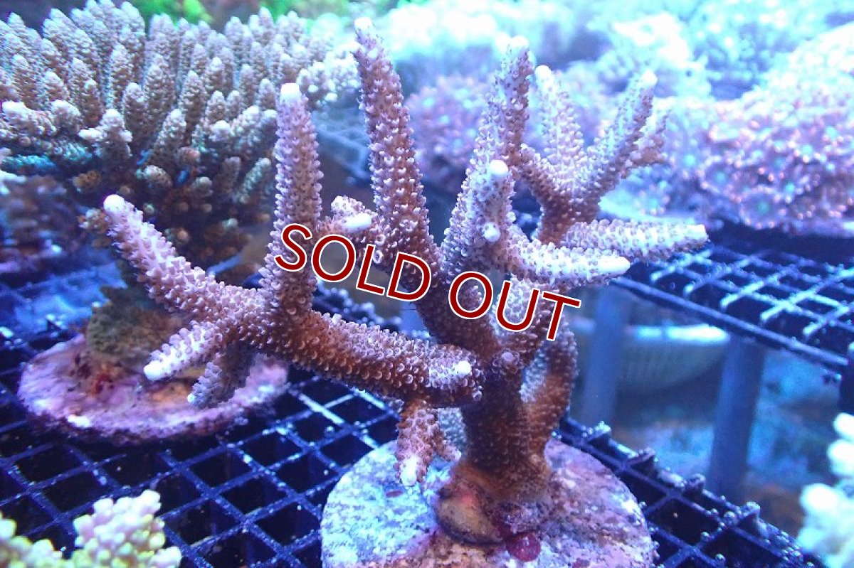 画像1: 【サンゴまとめ買い割引き10％〜20%OFF対象商品】 【サンゴ】【通販】ブリードミドリイシsp. （美カラー)Lサイズ（個体販売）（±13cm)No.24（生体）（サンゴ） (1)