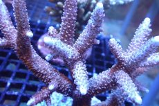 画像2: 【サンゴまとめ買い割引き10％〜20%OFF対象商品】 【サンゴ】【通販】ブリードミドリイシsp. （美カラー)Lサイズ（個体販売）（±13cm)No.24（生体）（サンゴ） (2)