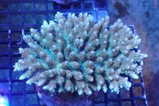 画像1: 【サンゴまとめ買い割引き10％〜20%OFF対象商品】 【サンゴ】【通販】ブリードミドリイシsp. （美カラー)MLサイズ（個体販売）（±11cm)No.25（生体）（サンゴ） (1)