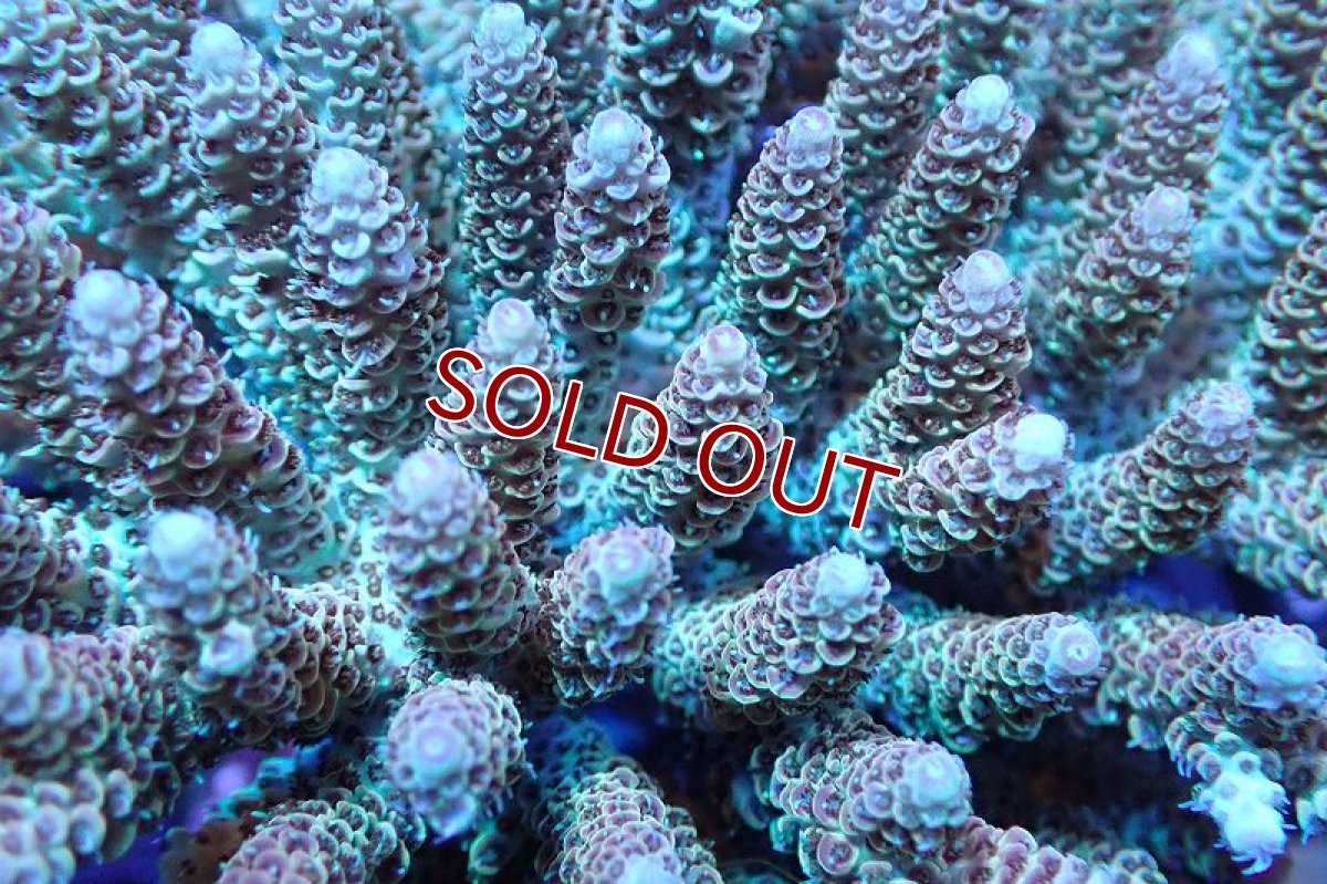 画像2: 【サンゴまとめ買い割引き10％〜20%OFF対象商品】 【サンゴ】【通販】ブリードミドリイシsp. （美カラー)MLサイズ（個体販売）（±11cm)No.25（生体）（サンゴ） (2)