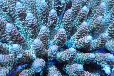 画像2: 【サンゴまとめ買い割引き10％〜20%OFF対象商品】 【サンゴ】【通販】ブリードミドリイシsp. （美カラー)MLサイズ（個体販売）（±11cm)No.25（生体）（サンゴ） (2)