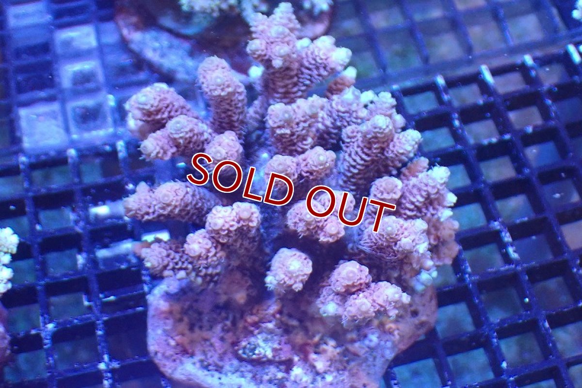 画像1: 【サンゴまとめ買い割引き10％〜20%OFF対象商品】 【サンゴ】【通販】ブリードミドリイシsp. （美カラー)Mサイズ（個体販売）（±9cm)No.26（生体）（サンゴ） (1)