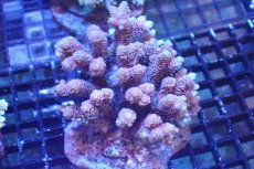 画像1: 【サンゴまとめ買い割引き10％〜20%OFF対象商品】 【サンゴ】【通販】ブリードミドリイシsp. （美カラー)Mサイズ（個体販売）（±9cm)No.26（生体）（サンゴ） (1)