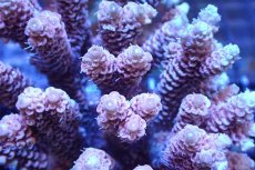 画像2: 【サンゴまとめ買い割引き10％〜20%OFF対象商品】 【サンゴ】【通販】ブリードミドリイシsp. （美カラー)Mサイズ（個体販売）（±9cm)No.26（生体）（サンゴ） (2)