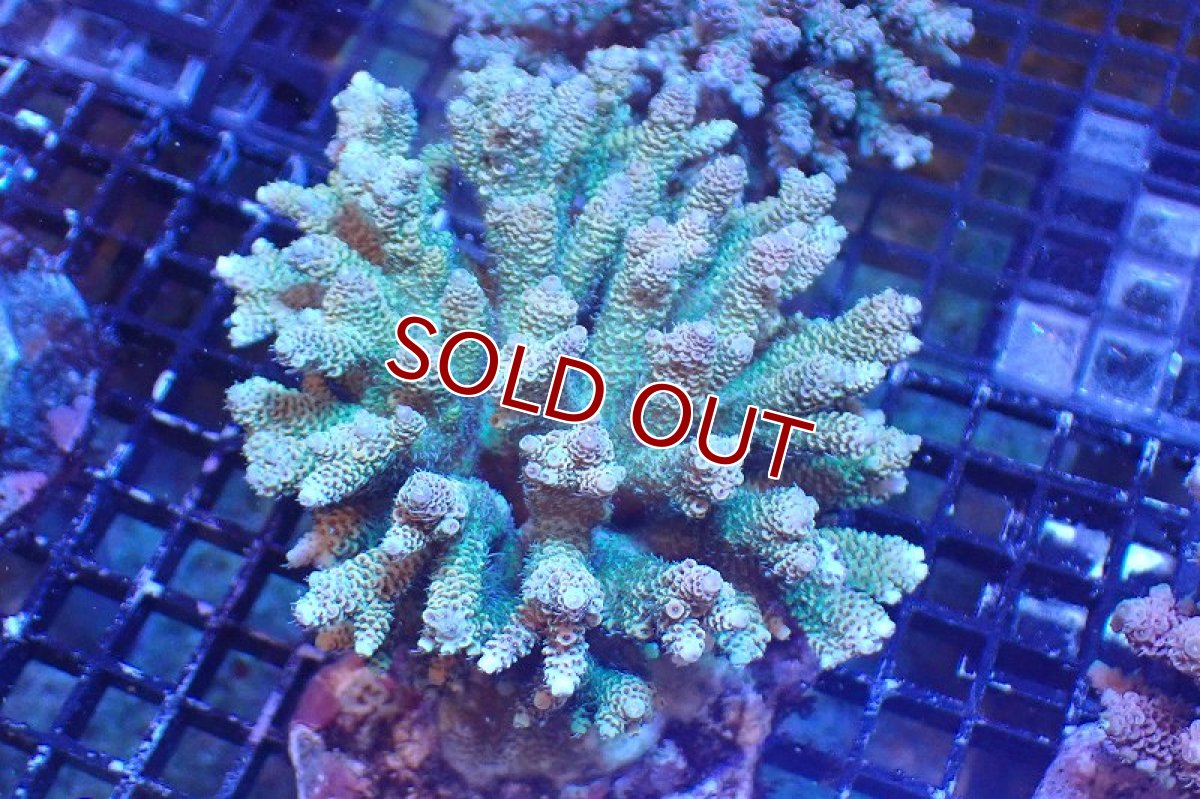 画像1: 【サンゴまとめ買い割引き10％〜20%OFF対象商品】 【サンゴ】【通販】ブリードミドリイシsp. （美カラー)MLサイズ（個体販売）（±11cm)No.27（生体）（サンゴ） (1)