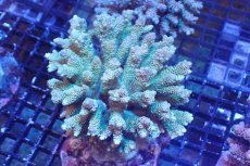 画像1: 【サンゴまとめ買い割引き10％〜20%OFF対象商品】 【サンゴ】【通販】ブリードミドリイシsp. （美カラー)MLサイズ（個体販売）（±11cm)No.27（生体）（サンゴ） (1)