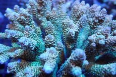 画像2: 【サンゴまとめ買い割引き10％〜20%OFF対象商品】 【サンゴ】【通販】ブリードミドリイシsp. （美カラー)MLサイズ（個体販売）（±11cm)No.27（生体）（サンゴ） (2)