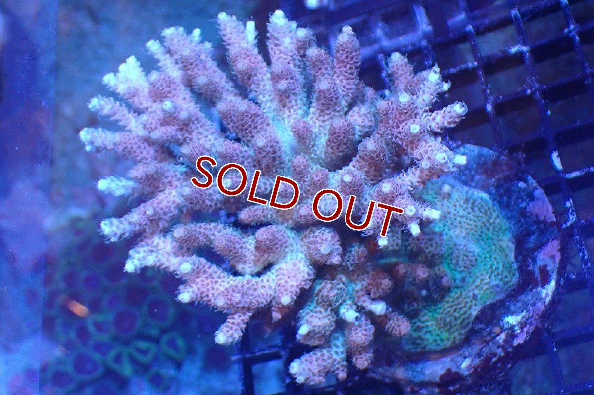 画像1: 【サンゴまとめ買い割引き10％〜20%OFF対象商品】 【サンゴ】【通販】ブリードミドリイシsp. （美カラー)MLサイズ（個体販売）（±11cm)No.28（生体）（サンゴ） (1)