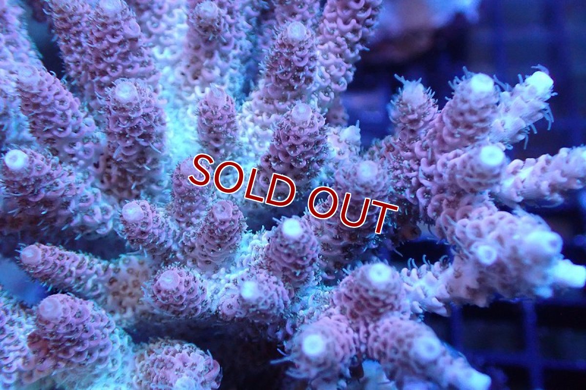 画像2: 【サンゴまとめ買い割引き10％〜20%OFF対象商品】 【サンゴ】【通販】ブリードミドリイシsp. （美カラー)MLサイズ（個体販売）（±11cm)No.28（生体）（サンゴ） (2)