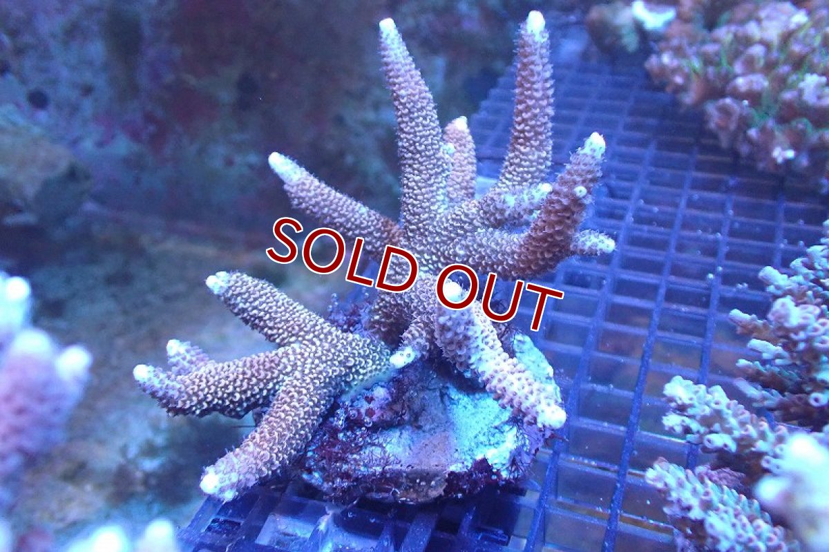 画像1: 【サンゴまとめ買い割引き10％〜20%OFF対象商品】 【サンゴ】【通販】ブリードミドリイシsp. （美カラー)Lサイズ（個体販売）（±13cm)No.29（生体）（サンゴ） (1)