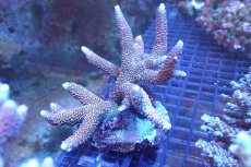 画像1: 【サンゴまとめ買い割引き10％〜20%OFF対象商品】 【サンゴ】【通販】ブリードミドリイシsp. （美カラー)Lサイズ（個体販売）（±13cm)No.29（生体）（サンゴ） (1)