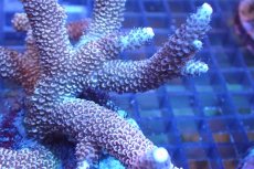 画像2: 【サンゴまとめ買い割引き10％〜20%OFF対象商品】 【サンゴ】【通販】ブリードミドリイシsp. （美カラー)Lサイズ（個体販売）（±13cm)No.29（生体）（サンゴ） (2)