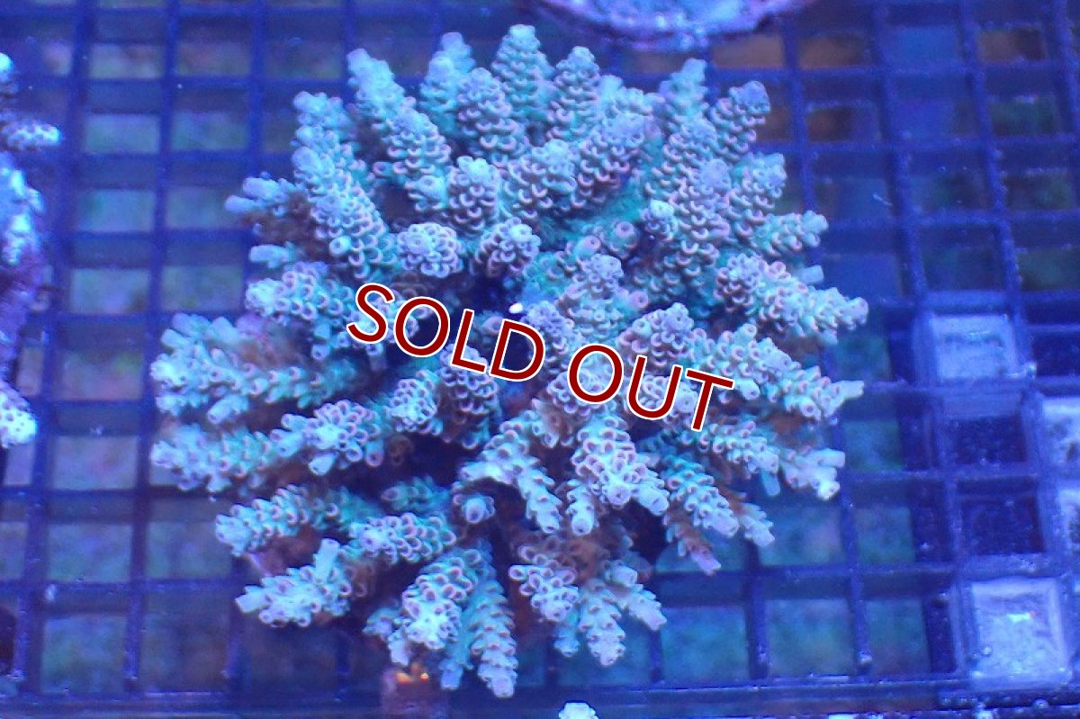 画像1: 【サンゴまとめ買い割引き10％〜20%OFF対象商品】 【サンゴ】【通販】ブリードミドリイシsp. （美カラー)MLサイズ（個体販売）（±11cm)No.30（生体）（サンゴ） (1)