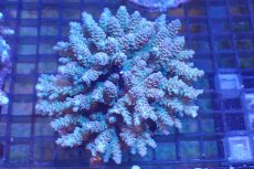 画像1: 【サンゴまとめ買い割引き10％〜20%OFF対象商品】 【サンゴ】【通販】ブリードミドリイシsp. （美カラー)MLサイズ（個体販売）（±11cm)No.30（生体）（サンゴ） (1)