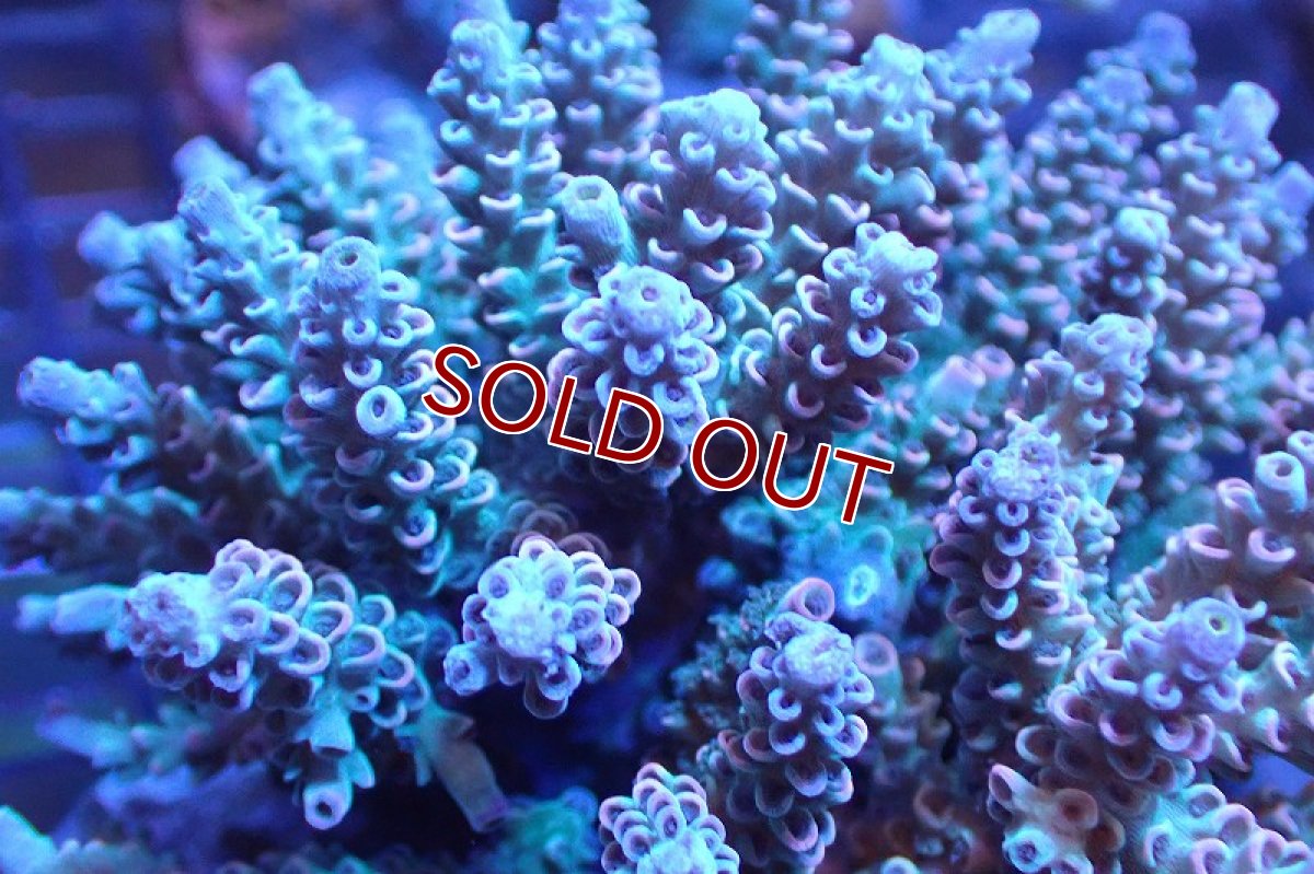 画像2: 【サンゴまとめ買い割引き10％〜20%OFF対象商品】 【サンゴ】【通販】ブリードミドリイシsp. （美カラー)MLサイズ（個体販売）（±11cm)No.30（生体）（サンゴ） (2)