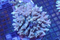 画像1: 【サンゴまとめ買い割引き10％〜20%OFF対象商品】 【サンゴ】【通販】ブリードミドリイシsp. （美カラー)Lサイズ（個体販売）（±13cm)No.31（生体）（サンゴ） (1)