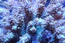 画像2: 【サンゴまとめ買い割引き10％〜20%OFF対象商品】 【サンゴ】【通販】ブリードミドリイシsp. （美カラー)Lサイズ（個体販売）（±13cm)No.31（生体）（サンゴ） (2)