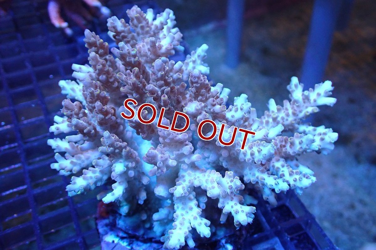 画像1: 【サンゴまとめ買い割引き10％〜20%OFF対象商品】 【サンゴ】【通販】ブリードミドリイシsp. （美カラー)MLサイズ（個体販売）（±11cm)No.32（生体）（サンゴ） (1)