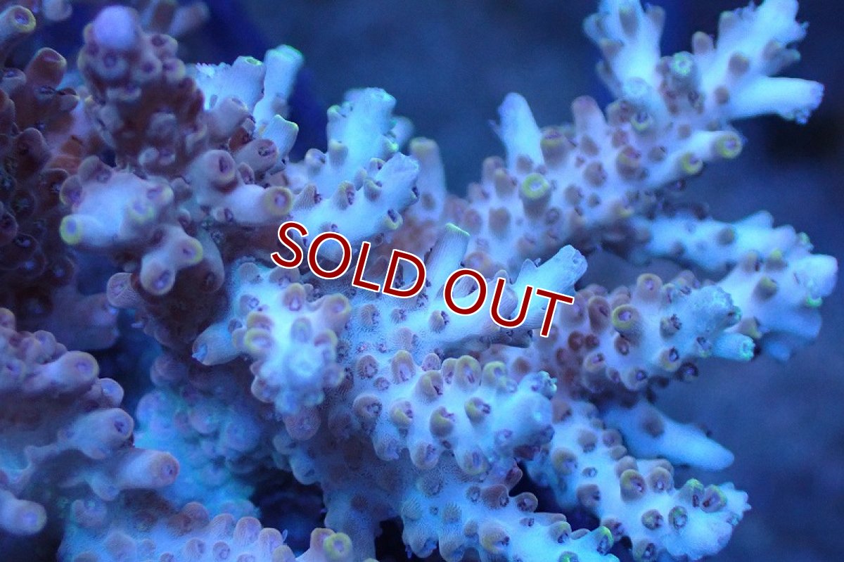 画像2: 【サンゴまとめ買い割引き10％〜20%OFF対象商品】 【サンゴ】【通販】ブリードミドリイシsp. （美カラー)MLサイズ（個体販売）（±11cm)No.32（生体）（サンゴ） (2)