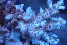 画像2: 【サンゴまとめ買い割引き10％〜20%OFF対象商品】 【サンゴ】【通販】ブリードミドリイシsp. （美カラー)MLサイズ（個体販売）（±11cm)No.32（生体）（サンゴ） (2)