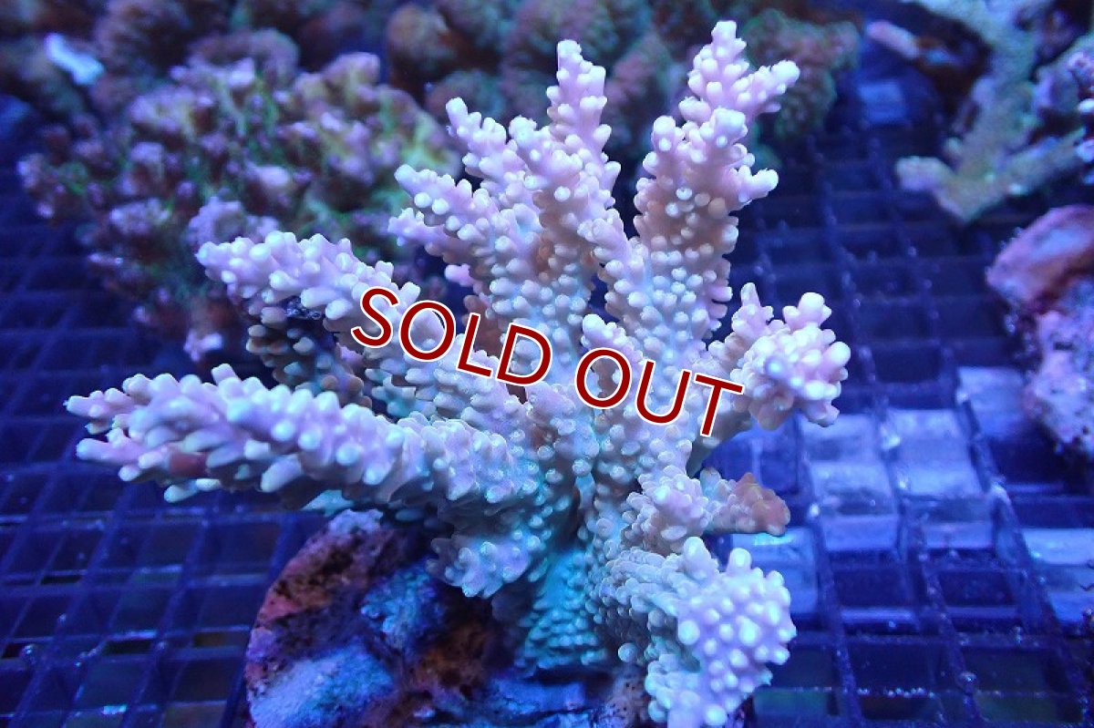画像1: 【サンゴまとめ買い割引き10％〜20%OFF対象商品】 【サンゴ】【通販】ブリードミドリイシsp. （美カラー)MLサイズ（個体販売）（±11cm)No.33（生体）（サンゴ） (1)